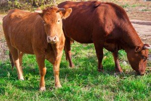 Manure Management